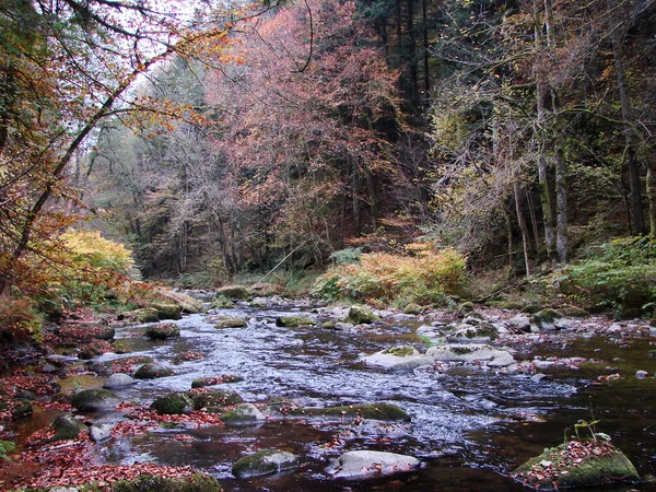 Bella Vista Della Scena Della Natura — Foto Stock