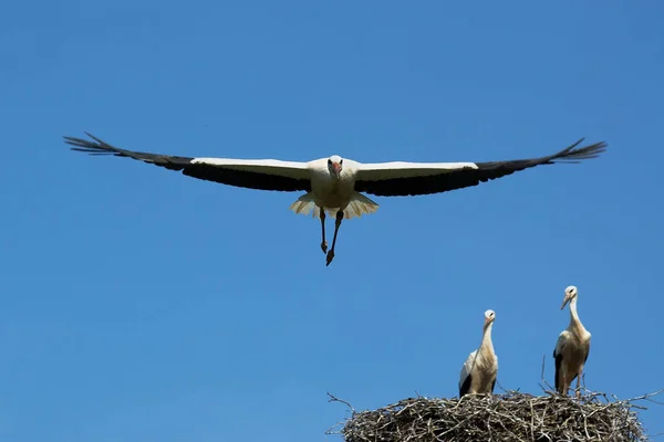 Ung Stork Vid Flygövning — Stockfoto
