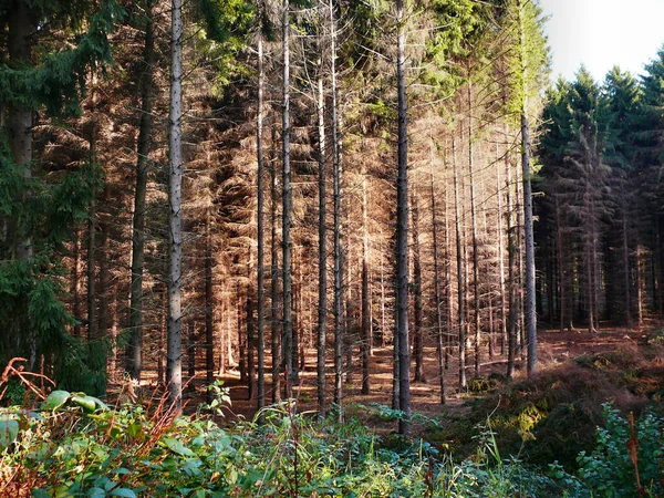 Κωνοφόρα Δάση Μεγάλα Δέντρα — Φωτογραφία Αρχείου