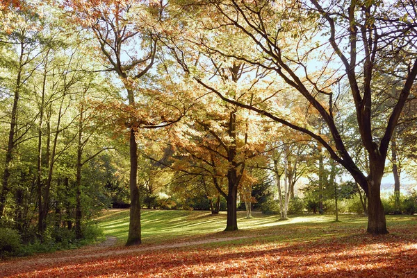 Bosque Otoño Hojas Coloridas — Foto de Stock