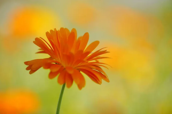 Piękne Botaniczne Ujęcie Naturalna Tapeta — Zdjęcie stockowe