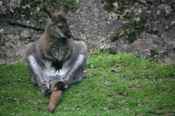 Kangourou Animal Animal Australien — Photo