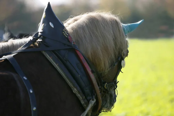Retrato Cabeça Cavalo Floresta Negra — Fotografia de Stock