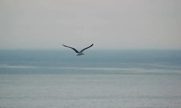 Vista Panorámica Hermoso Pájaro Naturaleza — Foto de Stock