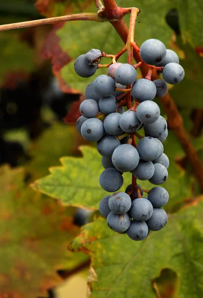 Natureza Folhagem Árvore Uvas Crescem Com Folhas — Fotografia de Stock