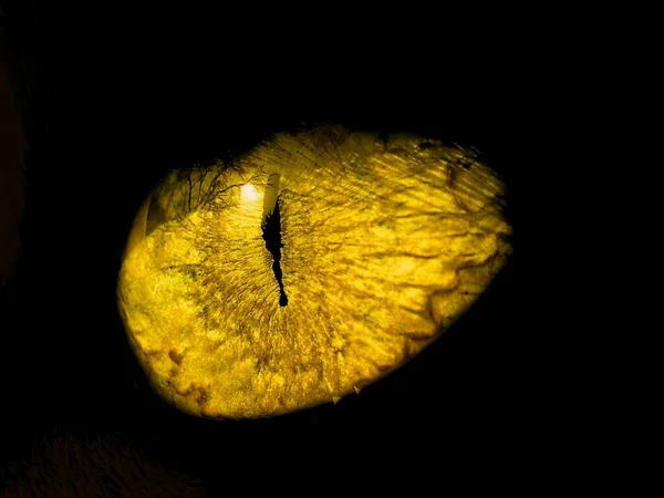 Oiom Złote Oko — Zdjęcie stockowe