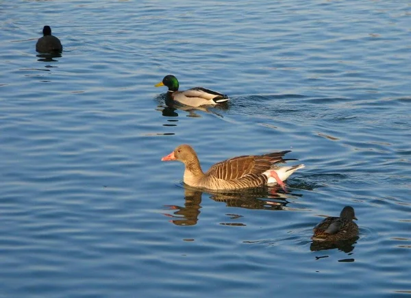 Scenic View Beautiful Bird Nature — Stock Photo, Image