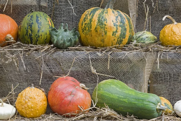 Scenic View Agriculture Selective Focus — Stock Photo, Image