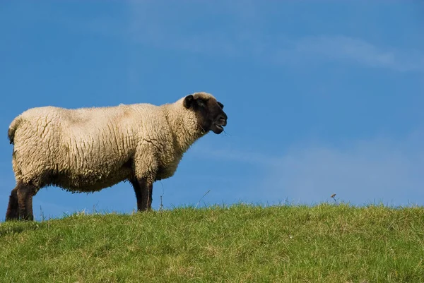 Μαύρα Πρόβατα Στο Ανάχωμα — Φωτογραφία Αρχείου