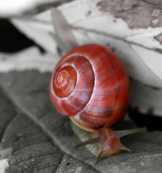 Caracol Lento Animal Viscoso —  Fotos de Stock