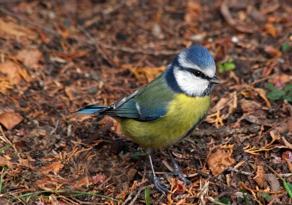 Scenic View Beautiful Blue Tit Nature —  Fotos de Stock