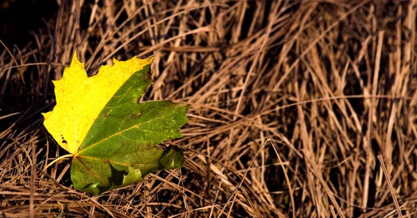 Schöne Bunte Herbstblätter — Stockfoto