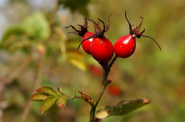 Róże Hip Czerwone Jagody — Zdjęcie stockowe