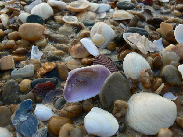 Раковины Камни Пляже — стоковое фото