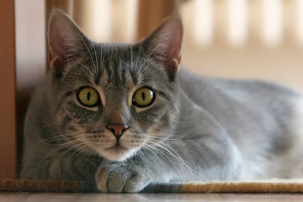 Porträt Einer Schönen Katze — Stockfoto