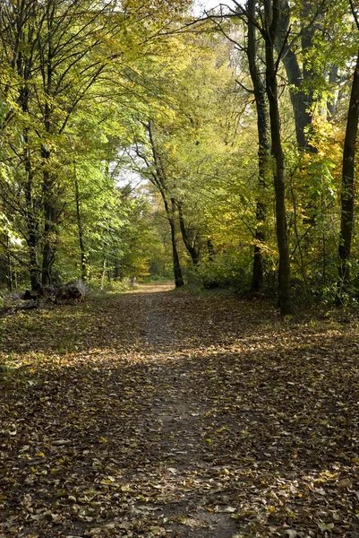 Automne Dans Parc Forêt — Photo