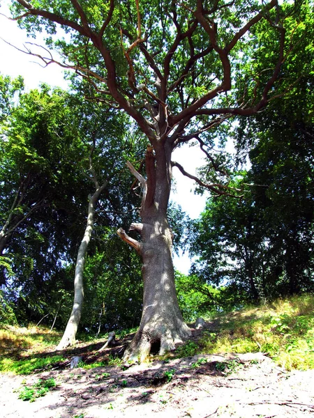 Vacker Utsikt Över Naturen — Stockfoto