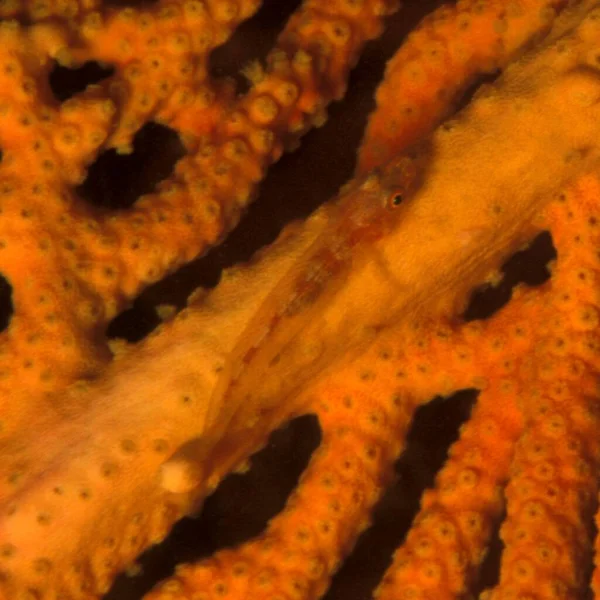 Rote Fische Auf Roten Fächerkorallen — Stockfoto