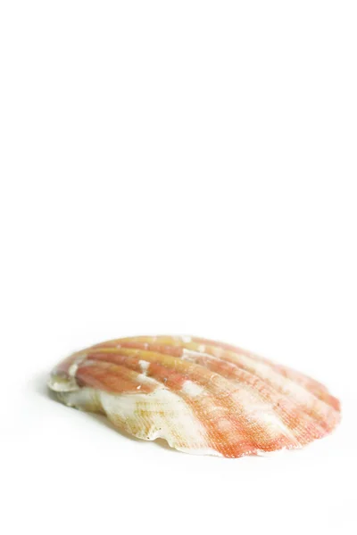 Marine Seashells Sea Shell — Stock Photo, Image