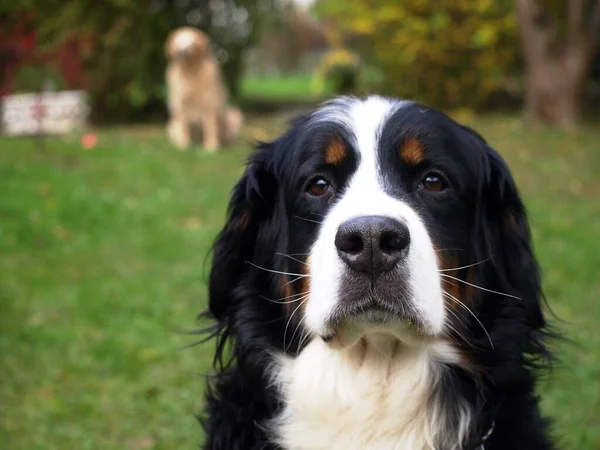 Portrait Cute Dog — Stock Photo, Image