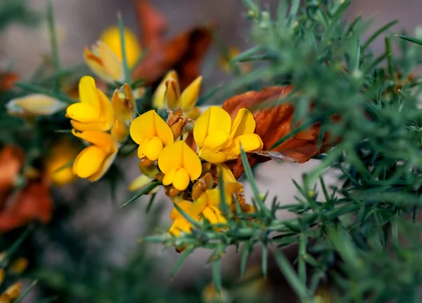 Belles Fleurs Fond Concept Floral — Photo