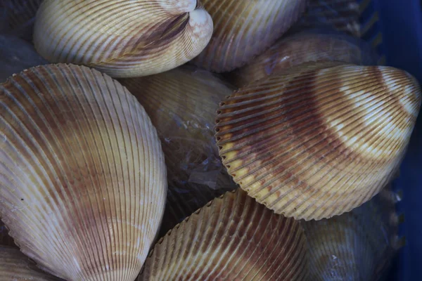 Conchas Marinhas Conchas Marinhas — Fotografia de Stock