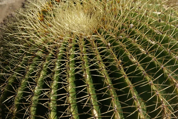 Cactus Giardino — Foto Stock