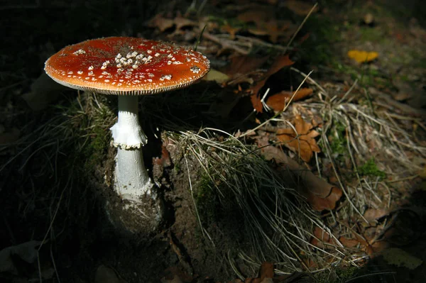 Amanita Muscaria Świetle Słonecznym — Zdjęcie stockowe