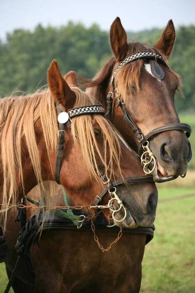 Cavalos Livre Durante Dia — Fotografia de Stock