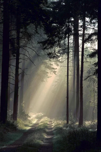 Ścieżka Leśna Mgle — Zdjęcie stockowe