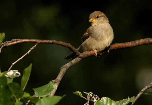 Alleen Boom — Stockfoto