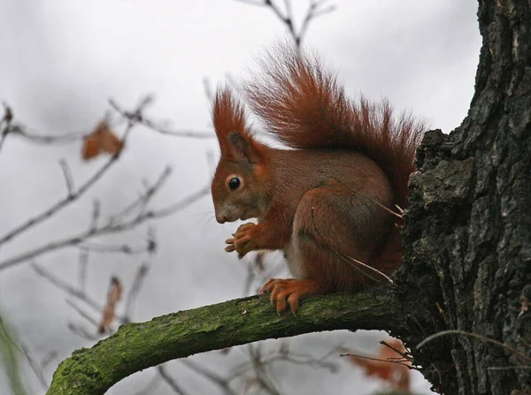 Animale Scoiattolo Roditore Adorabile — Foto Stock