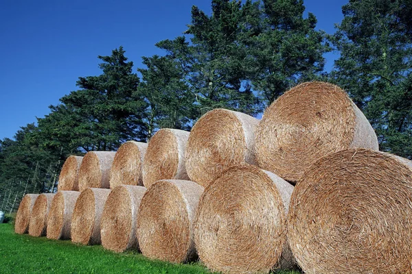 Landleben Selektiver Fokus — Stockfoto