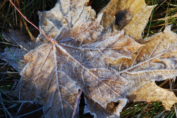 Uitzicht Een Winterse Scène — Stockfoto