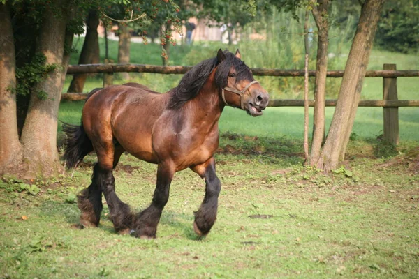 Chevaux Extérieur Jour — Photo