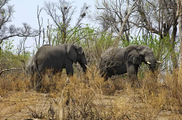 Éléphants Savane Éléphants Désert — Photo