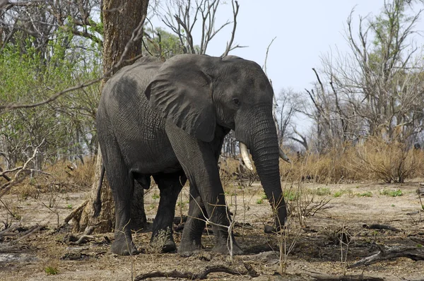Тварини Слони — стокове фото