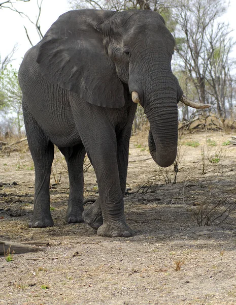 Polvo Elefante Antes Antes Del Ataque — Foto de Stock