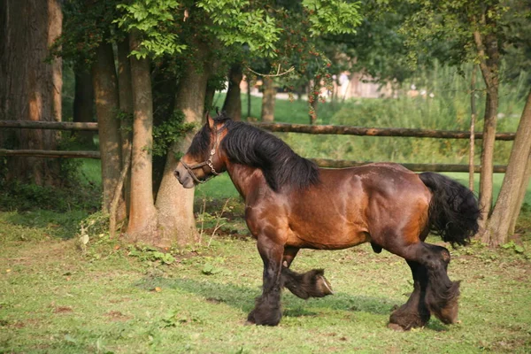 Cavallo Carino Colpo All Aperto Durante Giorno — Foto Stock