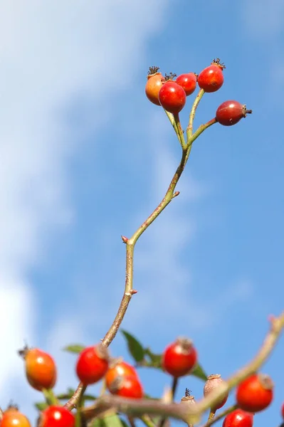 Roshöns Röda Bär — Stockfoto