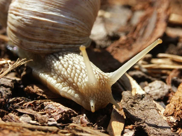 Elica Mollusco Chiocciola Animale Guscio — Foto Stock