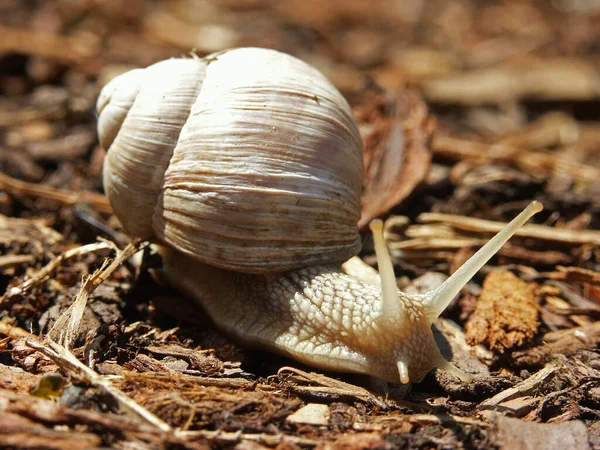 Helix Csiga Puhatestű Kagyló Állat — Stock Fotó