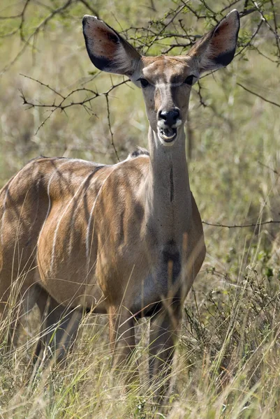 Kudu Antilope Tiere Tierwelt Naturfauna — Stockfoto