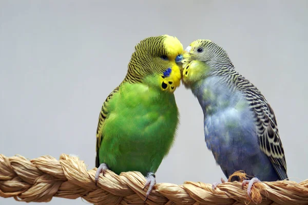 Vacker Utsikt Över Vacker Fågel Naturen — Stockfoto