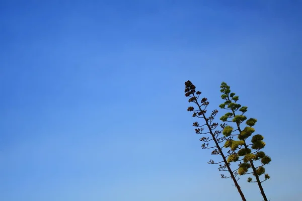 Does anyone know what these trees are called??? Have no idea at all...