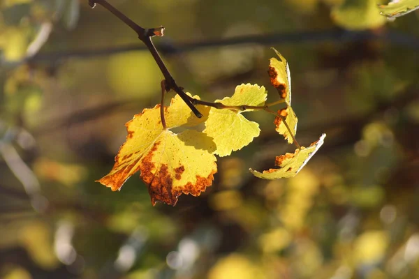 Wijnblad Flora Plantkunde — Stockfoto