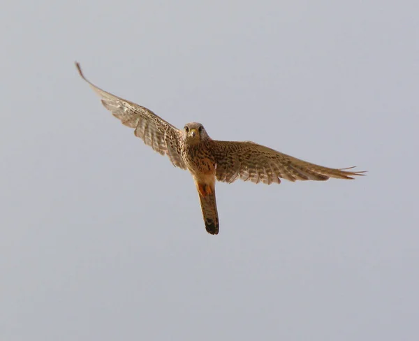 Olho Eye Turmfalke Flight Wildlife — Fotografia de Stock