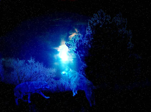 でも狼たちは暗闇が大好きで写真を撮るのはこの時だけです — ストック写真