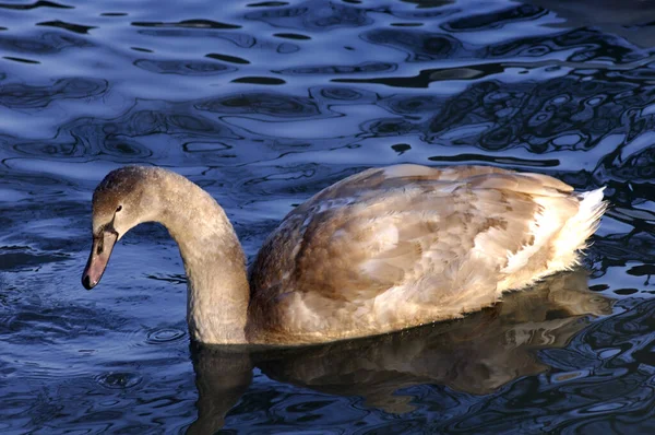 Vista Panorâmica Cisne Majestoso Natureza — Fotografia de Stock