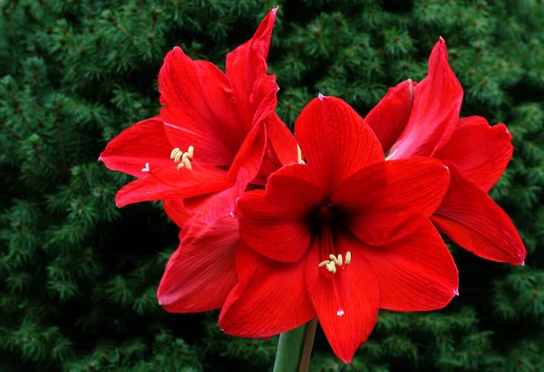 Amarilis Flores Pétalos Flora — Foto de Stock